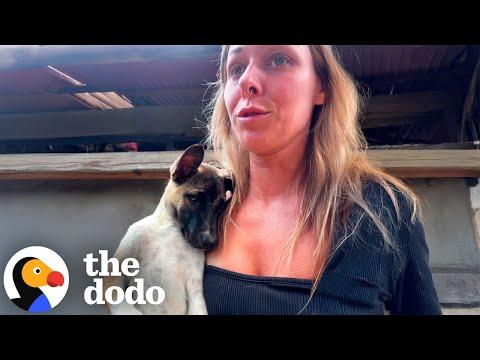 Woman Rescues Nine Dogs Left In House Without Water
