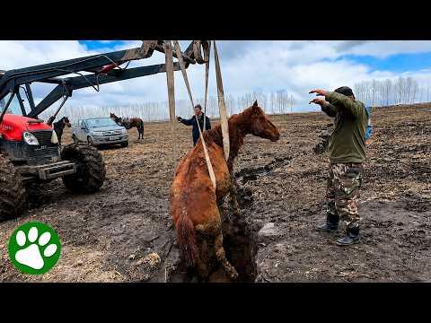 Heavily Pregnant Horse Rescued From Deep Muddy Ditch by Brave Farmers #Video