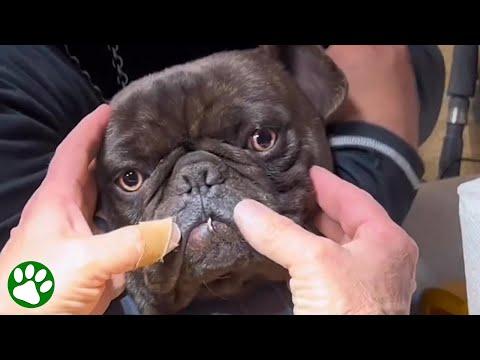Abandoned Frenchie found with with treble hook in his mouth #Video
