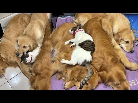 Cat Really Love Cuddling With Sweet Golden Dogs #Video