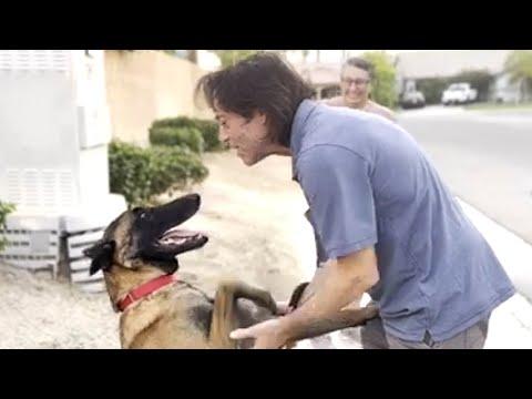 Scared rescue dog is now such a love bug #Video