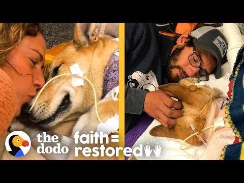 Dog Survives Car Hit and Proves Miracles Exist