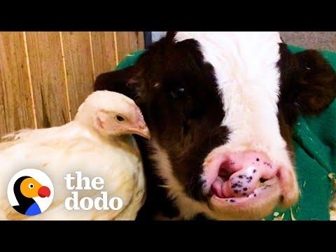 Baby Cow Who Didn't Have Any Friends Now Cuddles With His Chicken Best Friend #Video