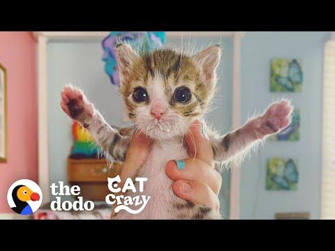 The Tiniest Rescue Kitten Makes The Cutest Little Noises Video
