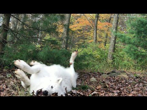 For Wolves, Happiness is a Stinky Pile of Leaves #Video
