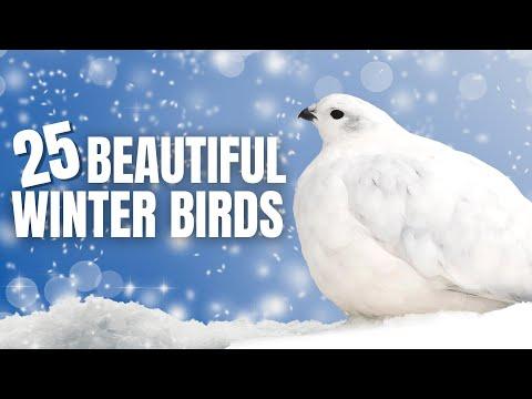 25 Beautiful Birds of Winter | North America #Video