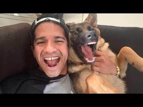 When Your Roommate is the Silliest Dog #Video