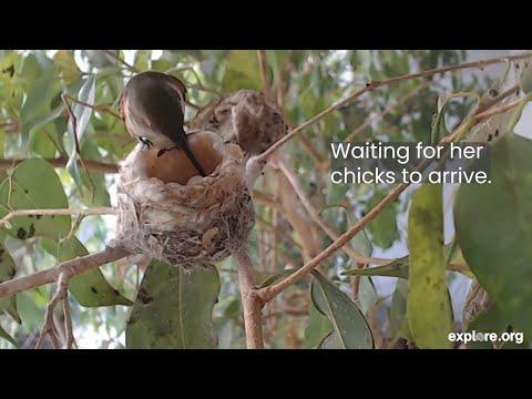 Supermom Bella! Raising Hummingbirds From Egg to Fledge #Video