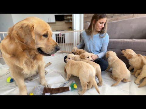 Inexperienced Dog Dad Learns To Parent His Puppies #Video