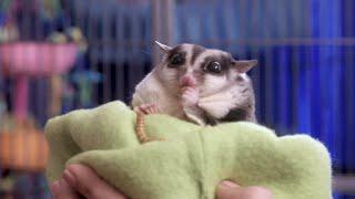 This Pudgy Sugar Glider Weighs Twice What He Should