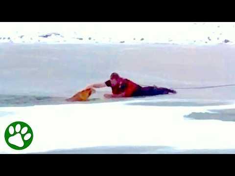 Brave Man Crawls on Thin Ice to Save Dog #Video