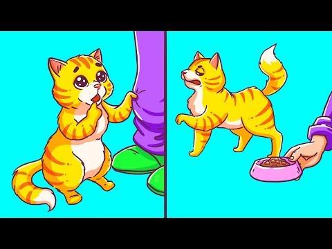 11 Strange Cat Behaviors Finally Explained