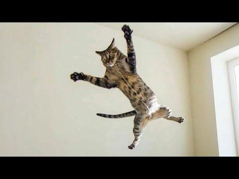 Cats Don’t Follow Rules, They Are Rules | Funny Cats and Dogs Video 2025 #Video
