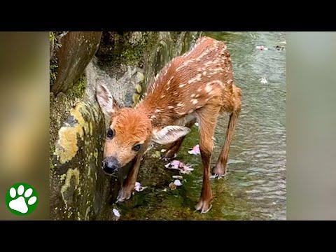 Baby deer has no other choice than to trust the kindness of a stranger #Video