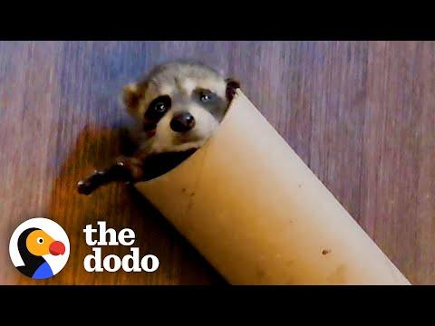 Baby Raccoon Is SO Awkward — And So Cute #Video