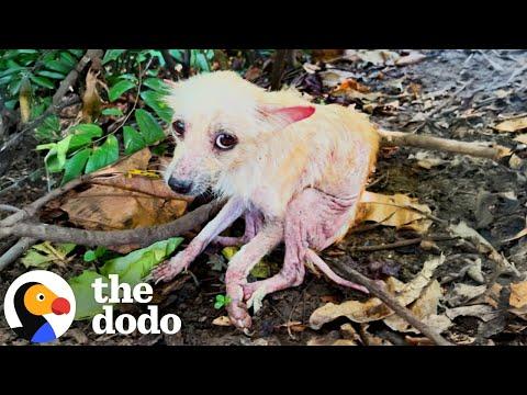 Dog Found In Forest Completely Transforms #Video