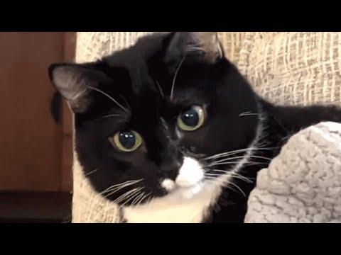 Bobblehead cat is real! #Video