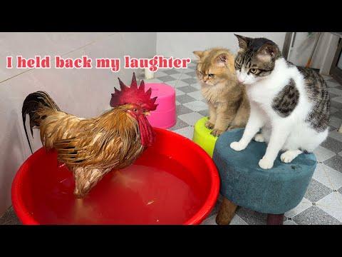 Arrogant Rooster Gets Schooled By Cat!