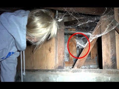 Rescuing A Scared Homeless Poodle Underneath A House