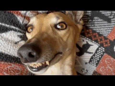 Unwanted greyhound keeps grinning after adoption #Video