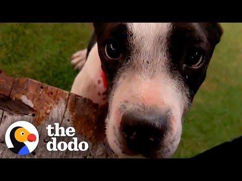 Pittie Found Eating Trash Gets A Special Dinner Date #Video