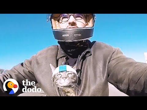 Guy Adopts Shelter Cat Who Wouldn't Leave His Side #Video