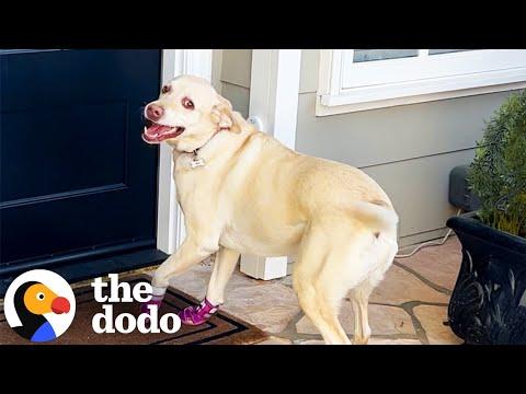 Dog Rings Her Special Doorbell At Her Best Friend's House #Video