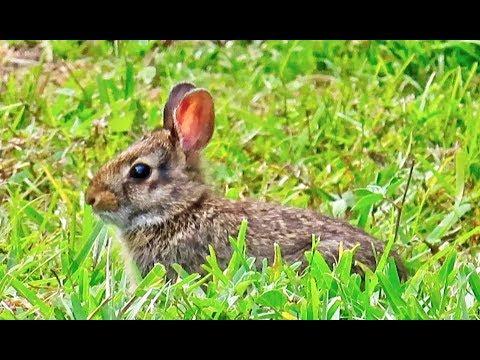 Easter Bunny Miracle