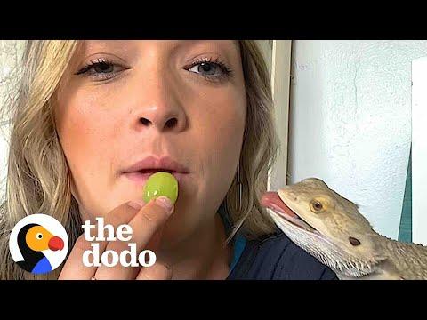5 Signs Bearded Dragons Are Basically Golden Retrievers #Video