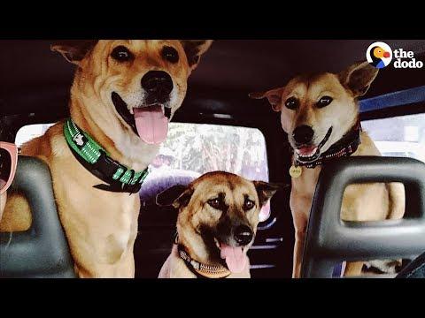 Nothing Makes This Couple Happier Than Adopting Street Dogs | The Dodo