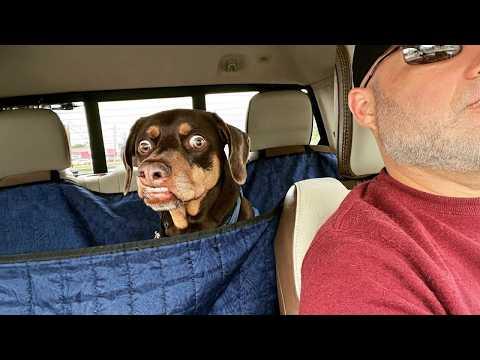 These DRAMATIC Dogs Froze When Realizing They're at the Vet  #Video
