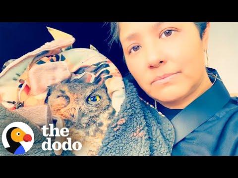 Wild Owl Rescued From LA Fires #Video