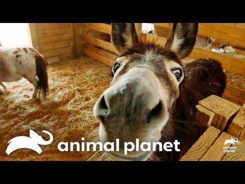 15 Goats Need Microchips | The Vet Life | Animal Planet #Video