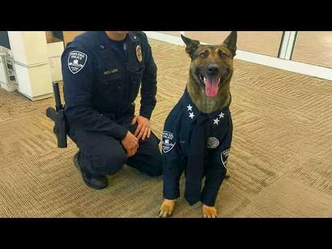 When Your Dog Is So Proud To Be a K9 For The First Time... #Video