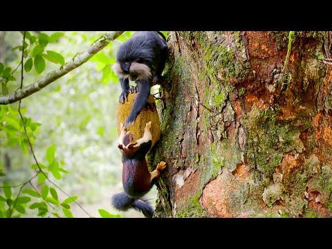 Macaques SLAP Squirrels And Steal Their Food | Primates | BBC Earth