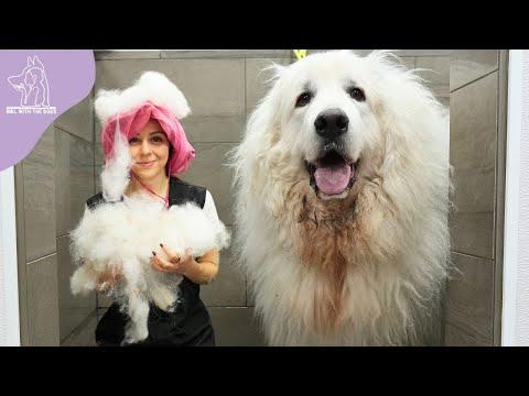 Emotional Owner Reaction: Great Pyrenees Dog's First Bath After 4 Years! - Girl With The Dogs #Video