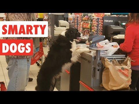 Smarty Dogs - Funny Dog Video Compilation