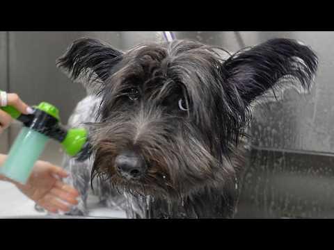Grooming One of the Rarest Dog Breeds in the World #Video