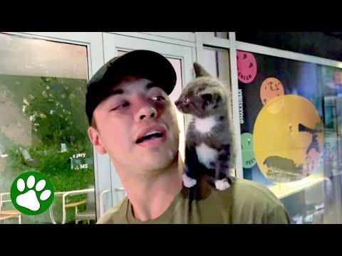 Reluctant boyfriend raises the kitten he didn't want #Video