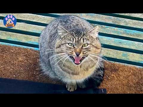 This Stray Cat Stayed Outside My Door for Months...Until I Used My House to Trap Him #Video