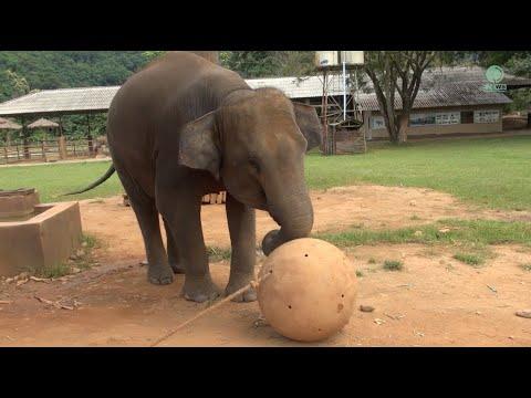 Sai Thong The Playful Elephant Has A Fun Game with An Massive Ball - ElephantNews #Video