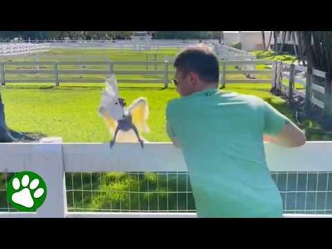 Dancing With Dad Cured Cockatoo's Depression #Video