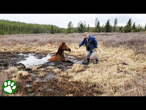 Wild Horse Rescued From Muddy Pit #Video