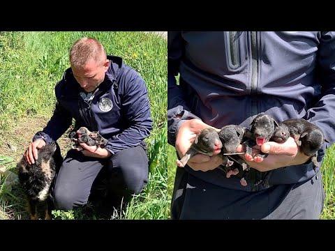 Rescue of abandoned mama dog and her newborn puppies will melt your heart! #Video