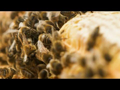 Beam: The Glastonbury Sculpture Inspired By Bees | BBC Earth