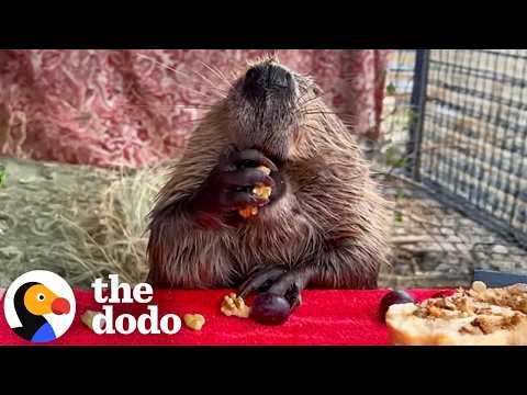 A Rescue Beaver Eating Snacks Is ASMR We Didn’t Know We Needed #Video