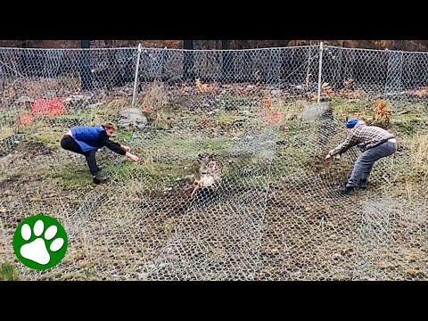 Kind men lifts heavy fence to save doe #Video