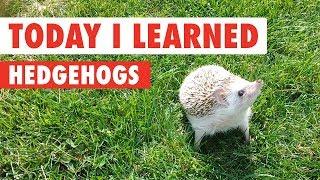 Today I Learned: Hedgehogs