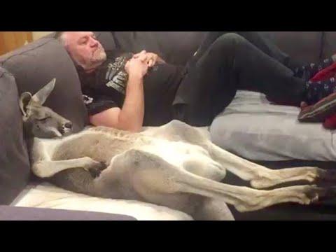 Rescue kanga-dog insists on daily couch cuddles with dad #Video