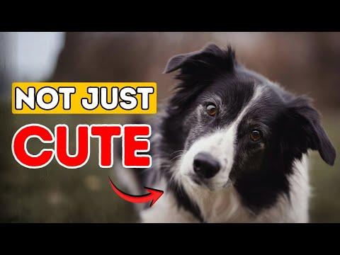 What Your Dog's Head Tilt REALLY Means (It's Not Just Cute!) #Video